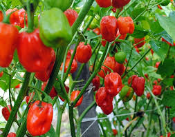 Aji Dulce Red Pepper Capsicum chinense seeds for balcony garden planting